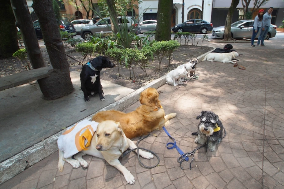 Campaña de vacunación contra la rabia