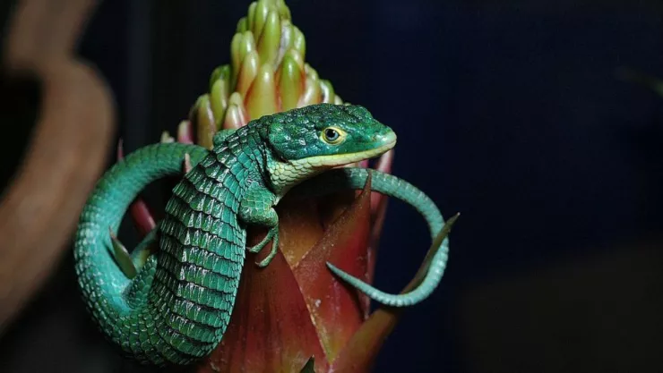 Dragoncito azul abronia graminea de Mexico peligro de extincion