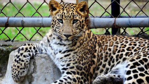 ¿Cuál es la pena por tener animales exóticos en México? Así puedes pedir permiso para tenerlos