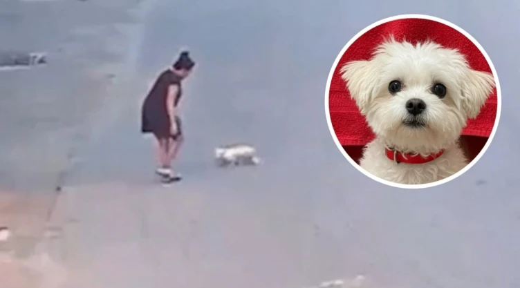 Muere-cachorro-víctima-de-crueldad-animal-en-Florida-mientras-buscaba-cariño_-agresora-fue-detenida-.webp
