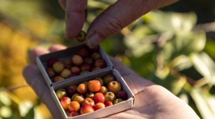 manzanas-jardinero.jpg