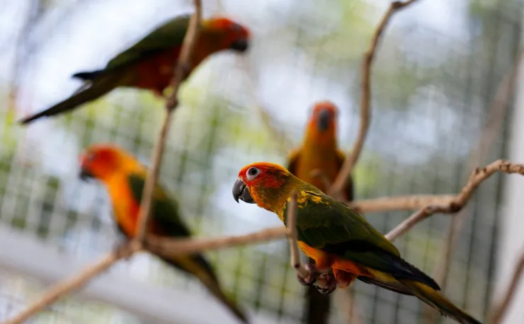 cafeteria tailandia aves