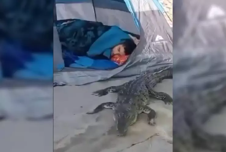 VIDEO_ Familia acampa en la playa y despiertan con un cocodrilo durmiendo junto a ello