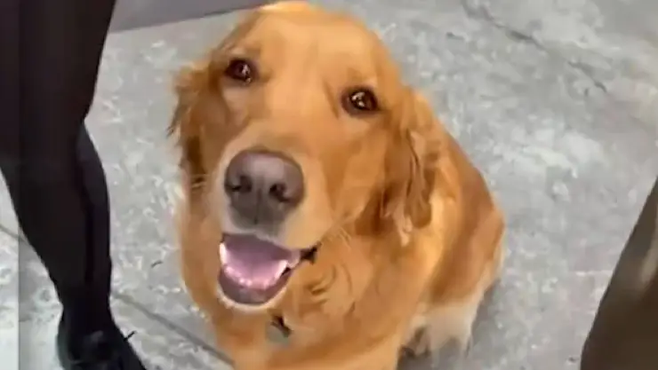 Con todo y perritos, familias acuden a votar en las Elecciones 2024