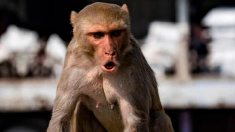 Monos secuestran a bebé en India