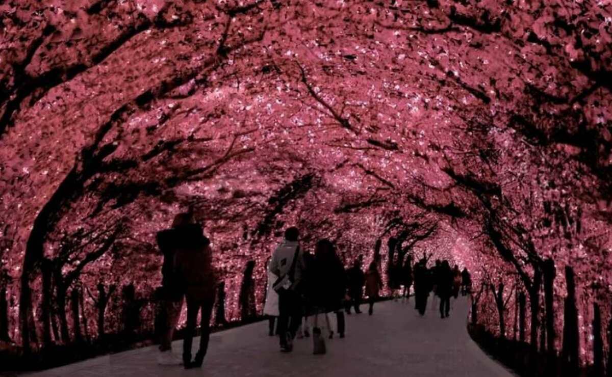 Enamórate de Japón con el evento Lights of Japan 2022