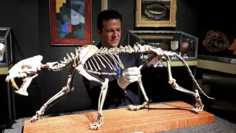 Tigre dientes de sable fósil