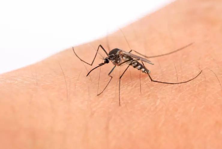 ¿Cuántos casos de dengue hay en Guanajuato?