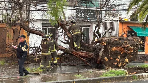 Fuerte lluvia en Azcapotzalco deja como saldo árboles caídos