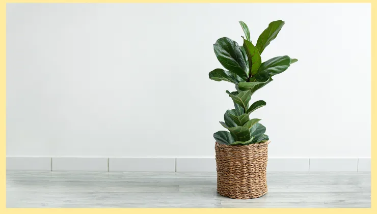 Ficus Lyrata