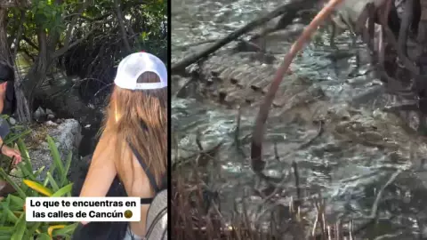 ‘Una iguanota gigante’ Turistas son sorprendidos por un cocodrilo en Cancún