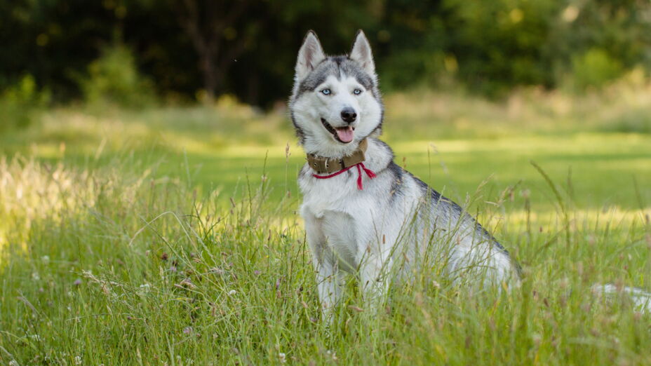 husky MEFTAHYs-PROTOTYPE.jpg