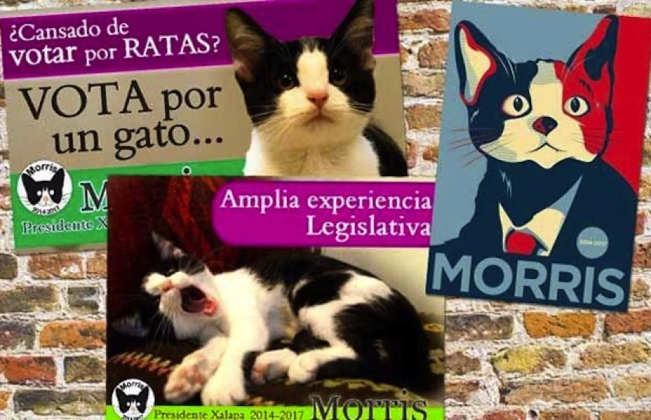 Se instauró el ‘Partido Morris’ que está conformado por varios gatos que contienden por presidencias municipales