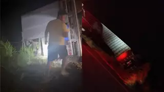 ¡Las vacas! Vuelca tráiler con ganado bovino en carretera Lerdo de Tejada-Alvarado