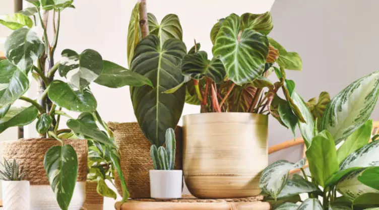 Las plantas de interior perfectas para tu hogar
