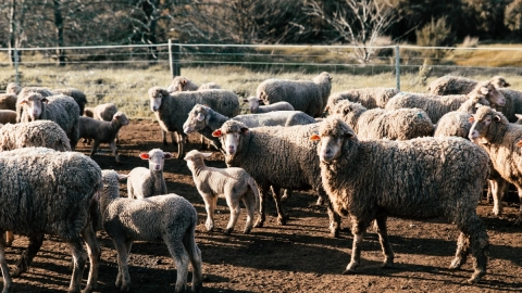 produccion - ganadera - mexico - cierre - 2022 - pecuario