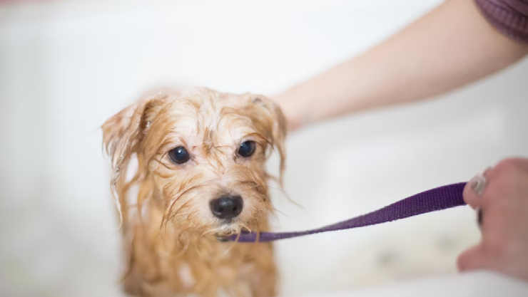 ¡Hasta 64 mil pesos! Canadá ofrece vacante como cuidador de perros