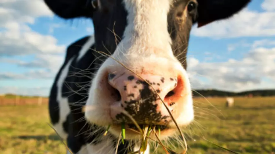 vaca