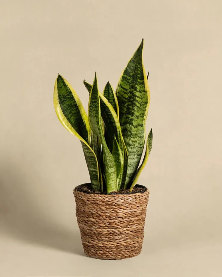 5 plantas de interior que son ideales para poner en el baño como decoración: no requieren de cuidados