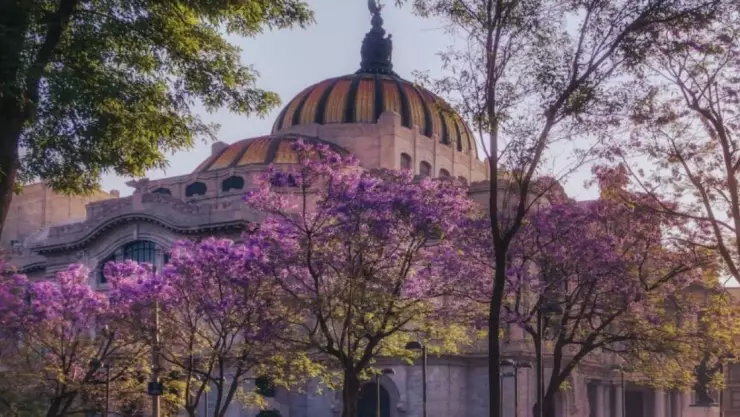 jacarandas en enero cdmx