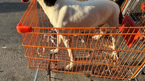 Perro roba miradas en una frutería de Mérida