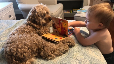 Biblioteca, perritos, niño 3.jpg