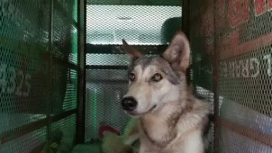 Trasladan a perro lobo a Centro para la Conservación e Investigación de la Vida Silvestre