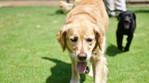 Ola de calor también afecta a las mascotas, aquí los cuidados.