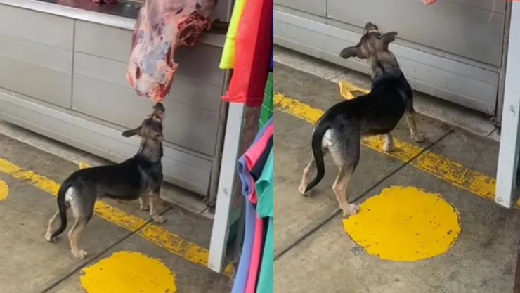 ¡De un mordisco a la vez! Así opera el perrito que roba de una carnicería