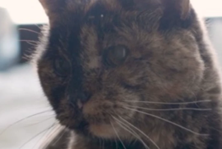 Conoce a Flossie: la increíble gata que acaba de cumplir ¡30 años!