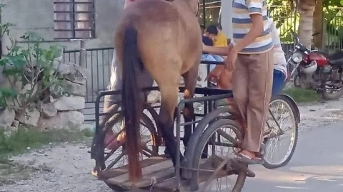 caballo triciclo xocchel