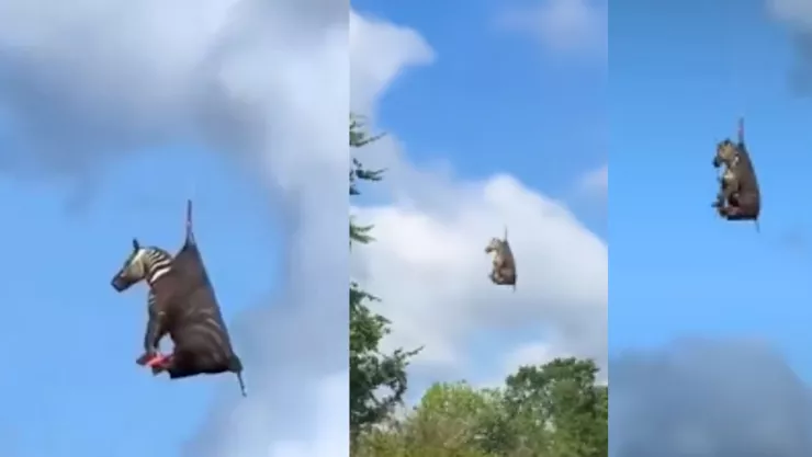 Capturan a la cebra “Ed” en Estados Unidos tras ocho días de fuga