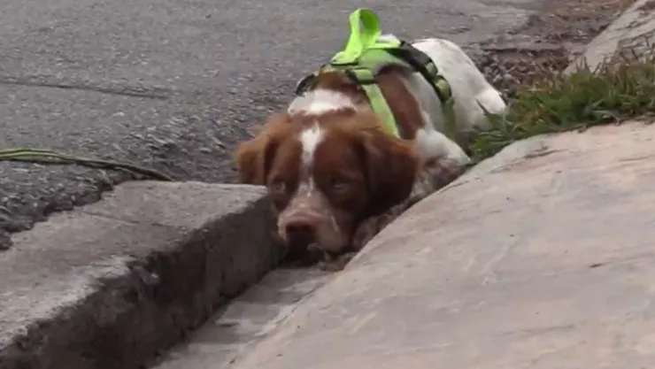 Conoce el trabajo de “Manchas”, un perrito detector de fugas de agua en Saltillo, Coahuila