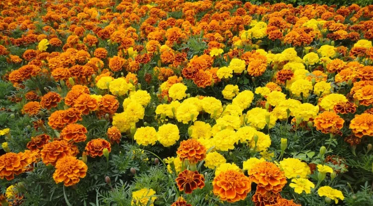 /estilo-de-vida/como-cuidar-flor-de-cempasuchil-dure-todo-dia-muertos