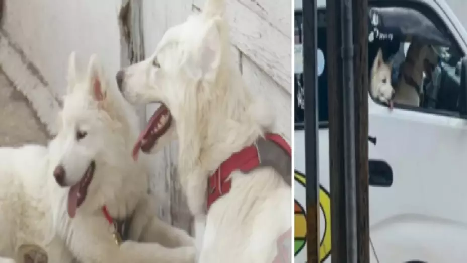 Perritos que viajaron en combi de Puebla pagaron pasaje.jpg
