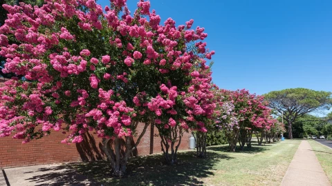 El árbol para jardín, de hermosas flores con poca raíz y de bajo mantenimiento