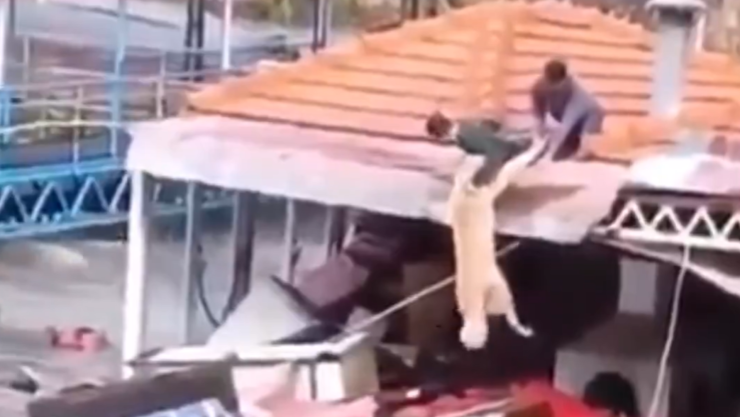 Rescatan a un perrito.png
