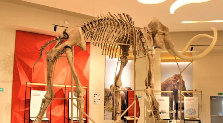 Lo que reveló el ADN de los mamuts hallados en el AIFA, según los científicos