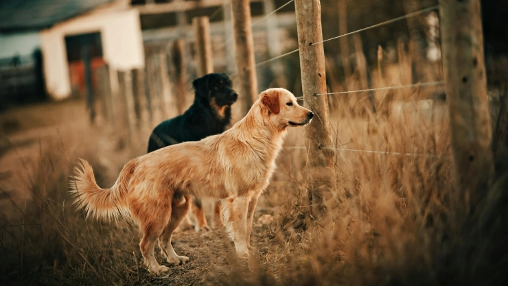 Algunas personas no creen que los perros asesinados hayan sido solo 12.