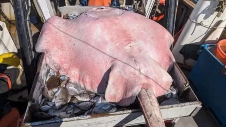 Descubren raya gigante en Estados Unidos