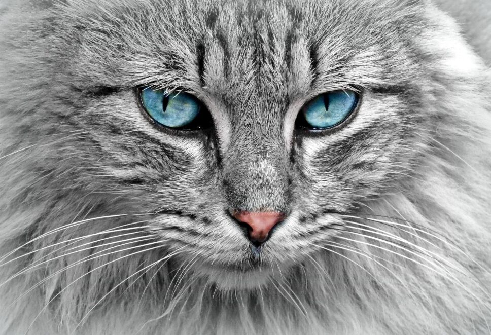 cat-g4c13be4c2_1920.jpg