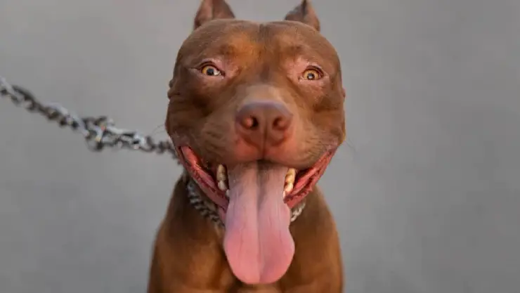 Perro salva a su dueña de feminicidio.jpg