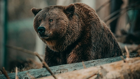 VIDEO: Oso sale a buscar agua y alimentos en calles de Nuevo León