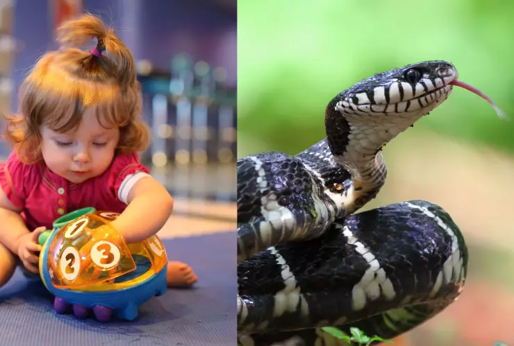 Niña mata a serpiente de una mordida