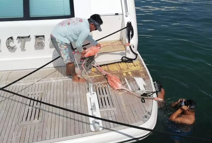 Auxilian a flamingos en la Laguna de Cancún; estaban enredados