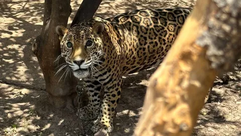 Rescatan a jaguar en Mocorito