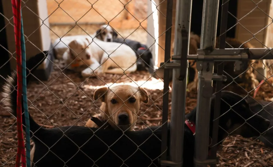 Animales 10 febrero 2025.jpg