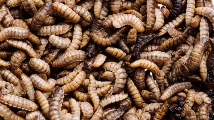 Texto del párrafo.jpg