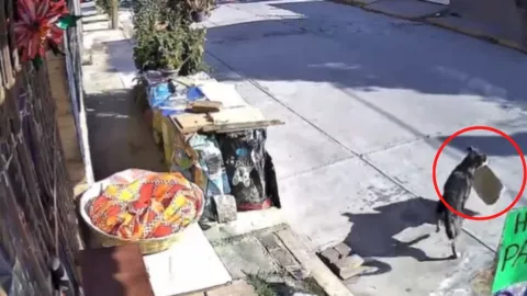 Perrito ladrón de rosca de reyes