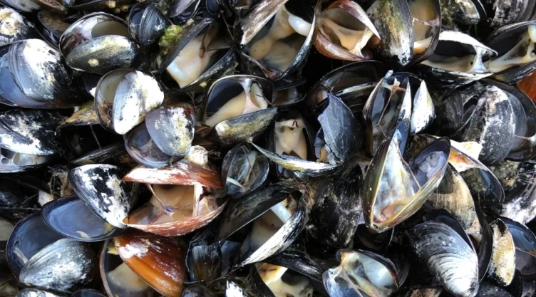 ola de calor Canadá mejillones.jpg